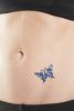 Butterfly Tattoos - pack of 24-ASST